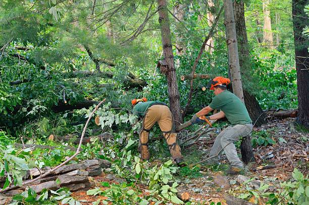 Tree Branch Trimming in Edmond, OK